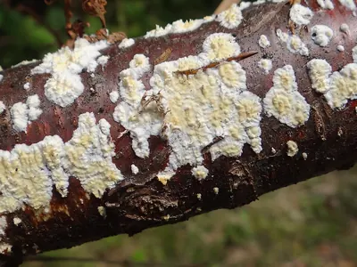 Radulomyces confluens