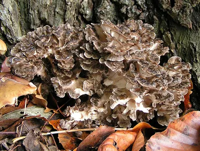 Hen-of-the-woods; ram's head; sheep's head
