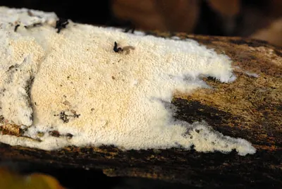 Ceriporia reticulata