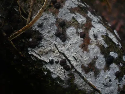 Hyphodermella corrugata