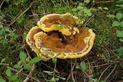 Dyer's polypore