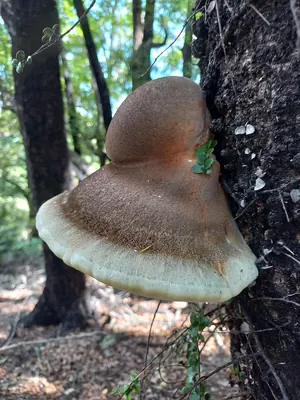 Laetiporus portentosus