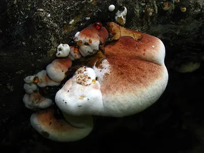 Ischnoderma resinosum