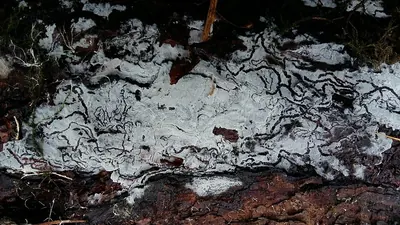 Hypochnicium geogenium