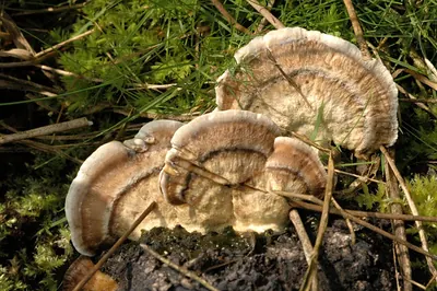 Bjerkandera adusta