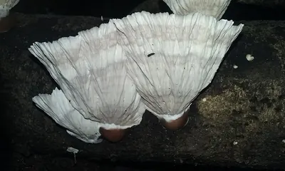Cymatoderma dendriticum
