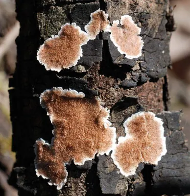 Steccherinum ochraceum