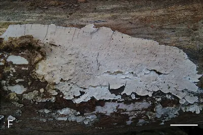 Lopharia cinerascens