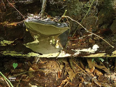 Nigrofomes melanoporus