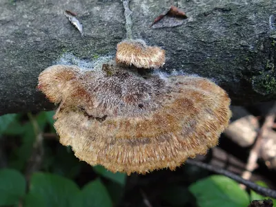 Trametes trogii