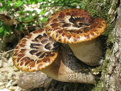 Dryad's saddle
