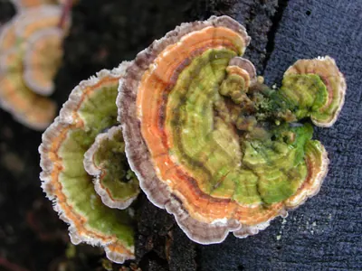 Turkey tail