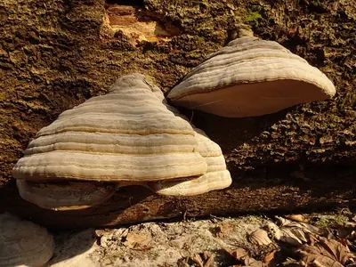 Fomes fomentarius