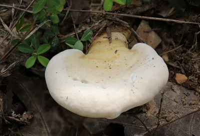 Ganoderma curtisii