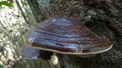 Ganoderma australe