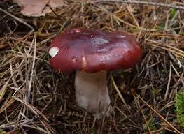 Russula badia