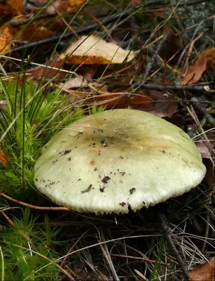 Green brittlegill