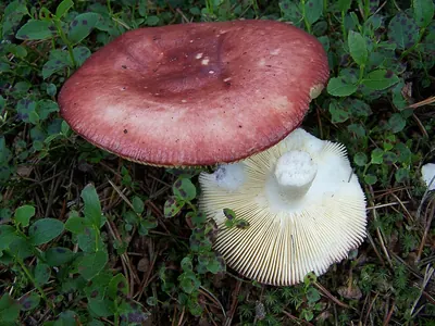 Russula paludosa