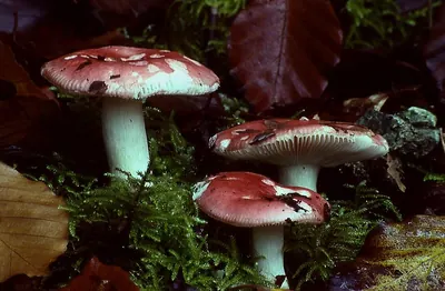 Russula nobilis