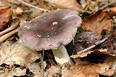 Russula amoena