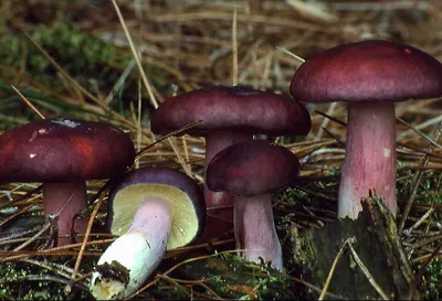 Russula sardonia