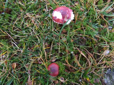Russula laccata