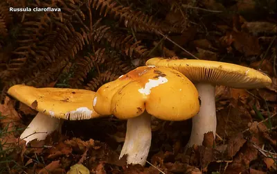 Yellow swamp brittlegill