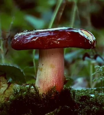 Russula xerampelina