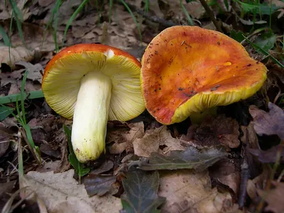 Gilded brittlegill