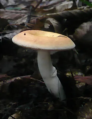Russula risigallina