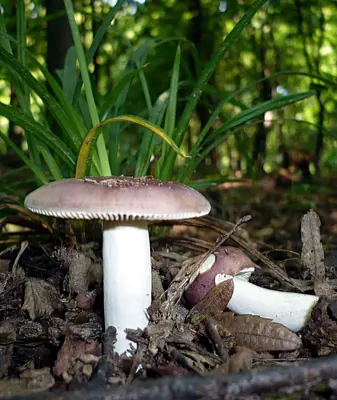 Russula carpini