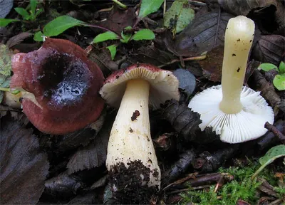 Russula alnetorum