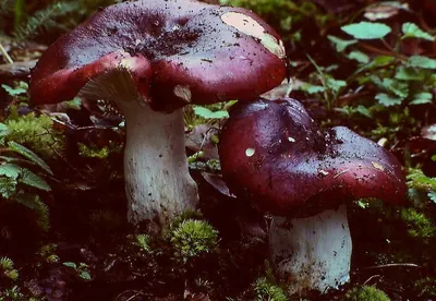 Russula atropurpurea