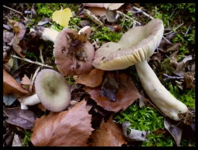 Russula gracillima