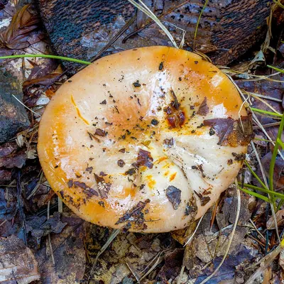 Russula melliolens