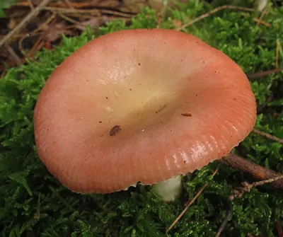 Russula aquosa
