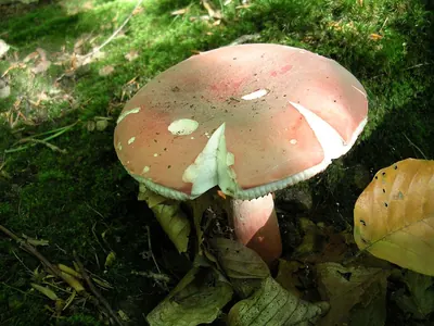 Russula queletii