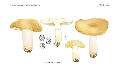 Russula farinipes