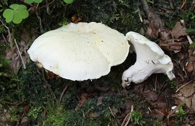 Albatrellus ovinus