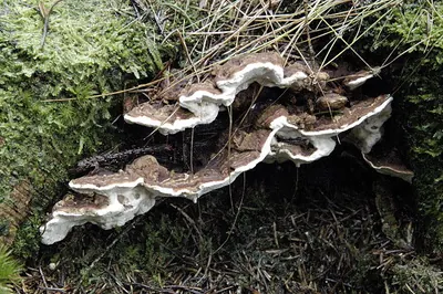 Heterobasidion annosum