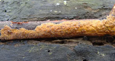 Peniophora aurantiaca