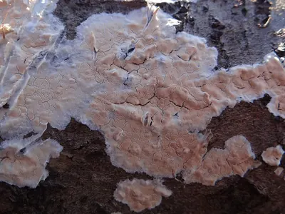 Peniophora polygonia