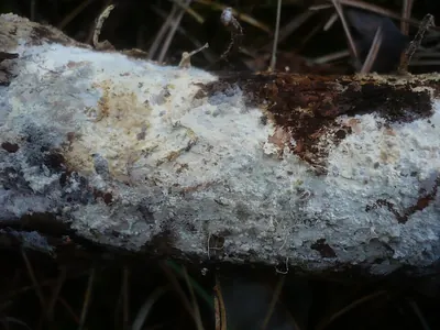 Vararia ochroleuca