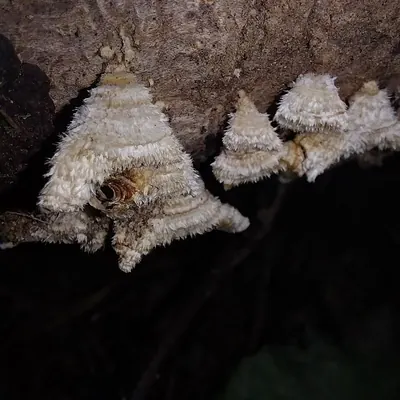 Stereum vellereum