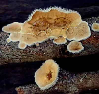 Stereum ochraceoflavum