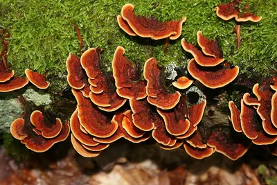 Stereum insignitum