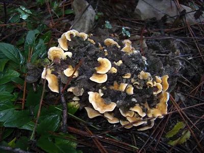 Stereum hirsutum