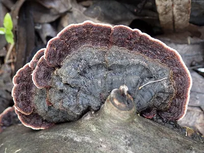 Xylobolus illudens