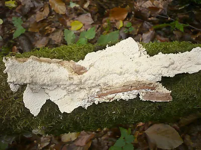 Gloeocystidiellum porosum