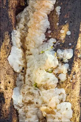 Exidia thuretiana
